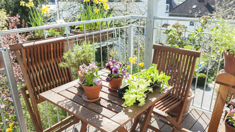 Eylül’de Balkona Eken Kazanıyor: 15 Günde Hasat Ediliyor, Çifte Verim Getiriyor - Resim : 1