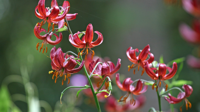 Çernobil Rezervinde Yıllar Sonra Ortaya Çıktı! Bilim Dünyası Şoke Oldu - Resim : 2