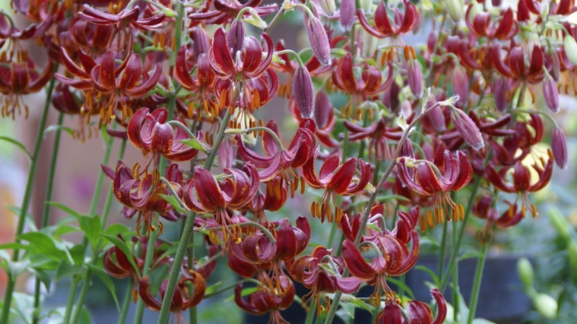 Çernobil Rezervinde Yıllar Sonra Ortaya Çıktı! Bilim Dünyası Şoke Oldu - Resim : 1