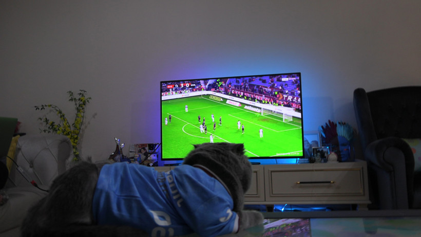 Böyle Taraftar Görülmedi! Trabzonspor Kulübü’nden Fanatik Kedi Tom’a Büyük Jest - Resim : 1