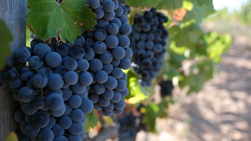 Kırklareli'nde 220 Çiftçiye ‘Zirai Don’ Desteği! 22.5 Milyon Lira Ödeme Yapılacak - Resim : 1