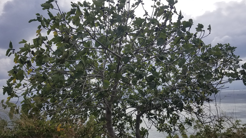 Sinop’u Fırtına Vurdu! Ağaçlar Devrildi, Dalgaların Boyu 5 Metreye Ulaştı - Resim : 1