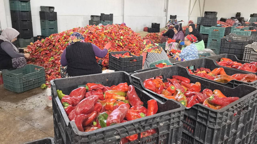 Kadınlar Üretiyor, Hollanda Kapış Kapış Alıyor! Bir Defa Yapılıyor, Bütün Kış Yetiyor - Resim : 2