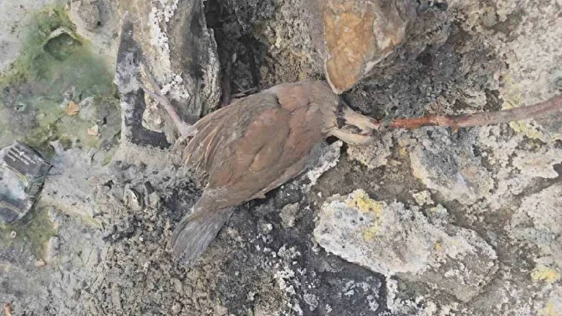 Burası Amerika Değil Türkiye! İnsanlara Şifa Hayvanlara Mezar Oluyor: İşte O Gizemli Vadi… - Resim: 4