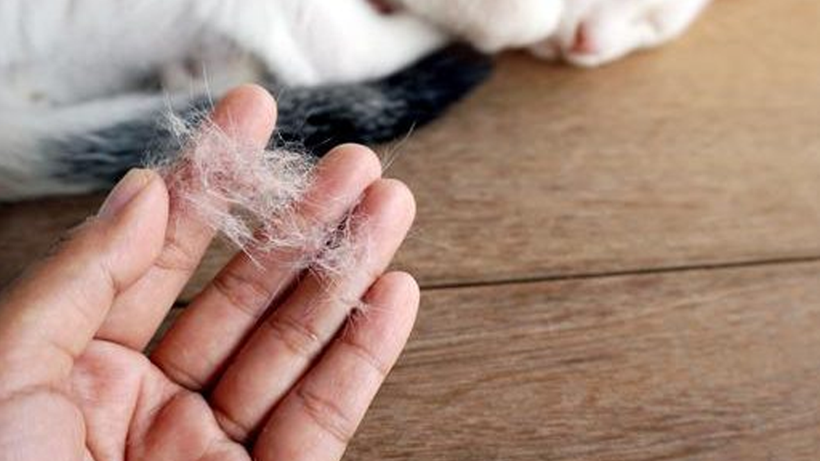 Kedi Tüyleri Akciğere Yerleşir mi? Yanlış Bilinen Gerçek Ortaya Çıktı - Resim : 3