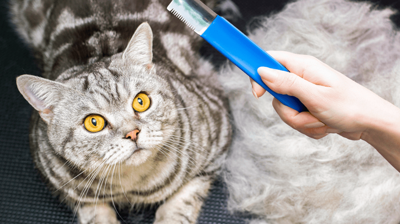 Kedi Tüyleri Akciğere Yerleşir mi? Yanlış Bilinen Gerçek Ortaya Çıktı - Resim : 2