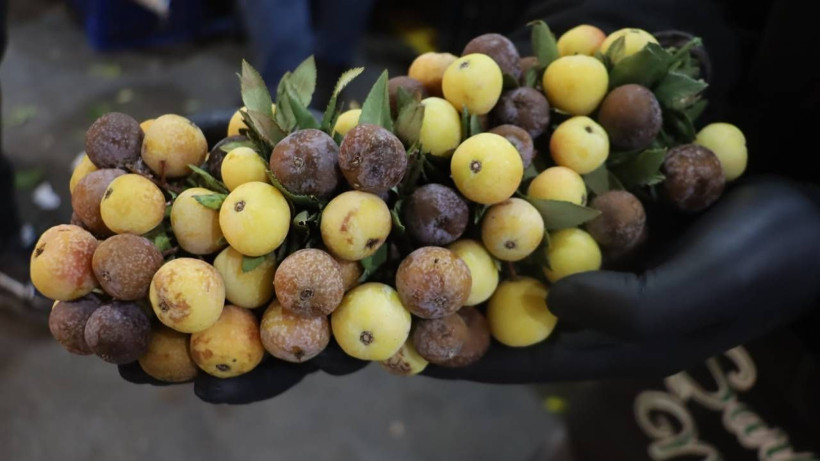 İki Yılda Bir Sadece İki İlde Yetişiyor! Şifa Deposu Meyve Çürüyünce Tüketiliyor - Resim: 5