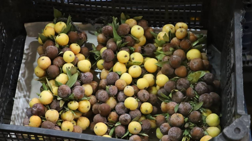İki Yılda Bir Sadece İki İlde Yetişiyor! Şifa Deposu Meyve Çürüyünce Tüketiliyor - Resim: 2