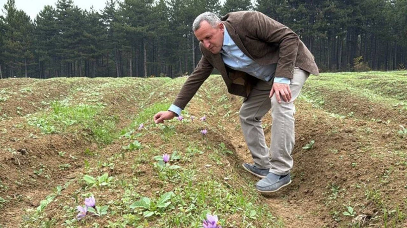 Hasat Başladı, Dünyada Böylesi Yok! Kilosu 600 Bin Lira, Bir Gramı Bir Ay Yetiyor - Resim: 6