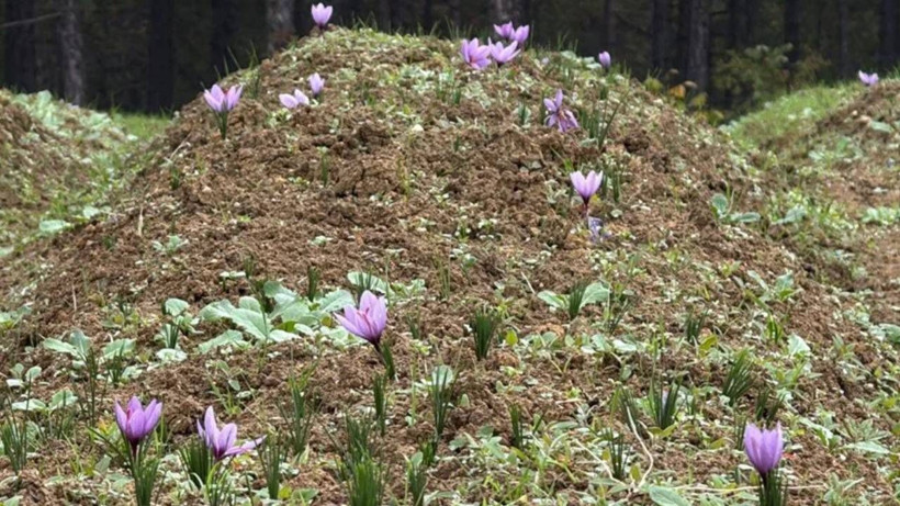 Hasat Başladı, Dünyada Böylesi Yok! Kilosu 600 Bin Lira, Bir Gramı Bir Ay Yetiyor - Resim: 5