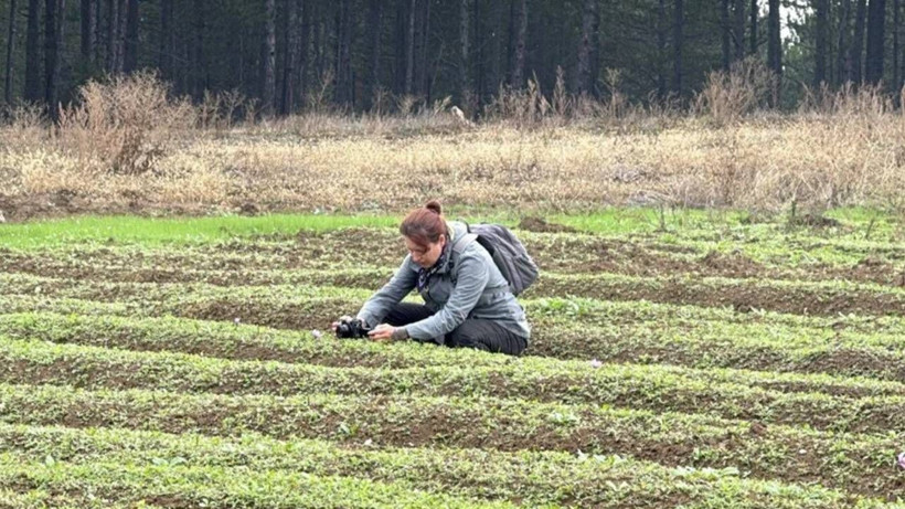 Hasat Başladı, Dünyada Böylesi Yok! Kilosu 600 Bin Lira, Bir Gramı Bir Ay Yetiyor - Resim: 4