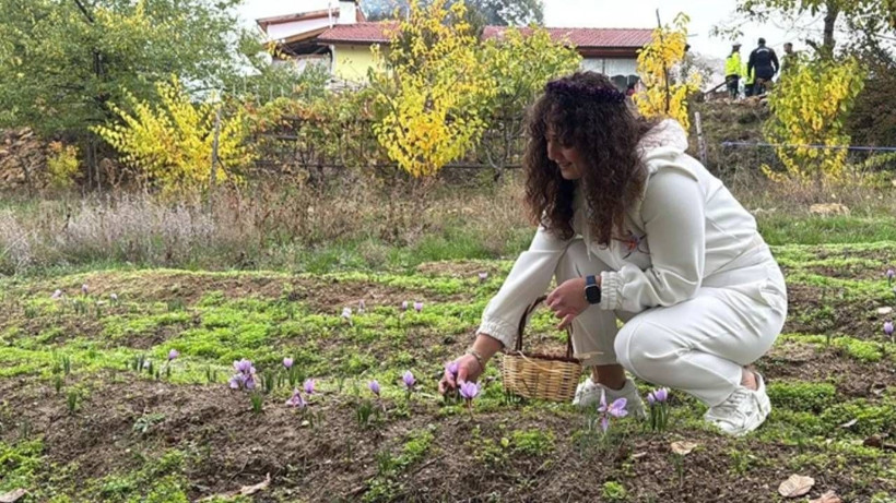 Hasat Başladı, Dünyada Böylesi Yok! Kilosu 600 Bin Lira, Bir Gramı Bir Ay Yetiyor - Resim: 3