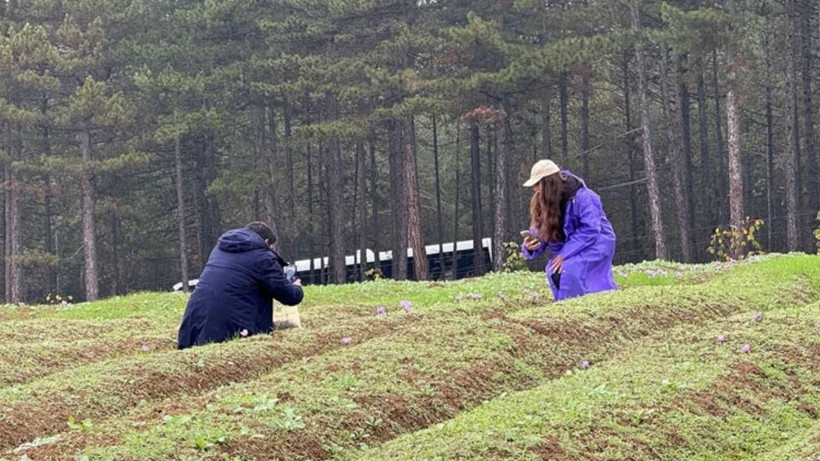 Hasat Başladı, Dünyada Böylesi Yok! Kilosu 600 Bin Lira, Bir Gramı Bir Ay Yetiyor - Resim: 2