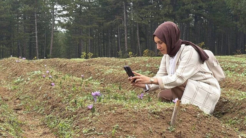 Hasat Başladı, Dünyada Böylesi Yok! Kilosu 600 Bin Lira, Bir Gramı Bir Ay Yetiyor - Resim: 1