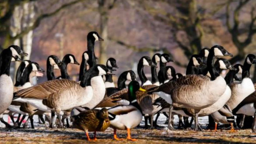 Almanya Diken Üstünde! Korkutan Salgın Kontrolden Çıkıyor - Resim : 1