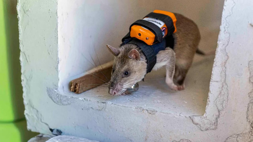 Türkiye’de Arama Kurtarmada Yeni Dönem! Enkazın Altına Onlar Girecek - Resim : 3