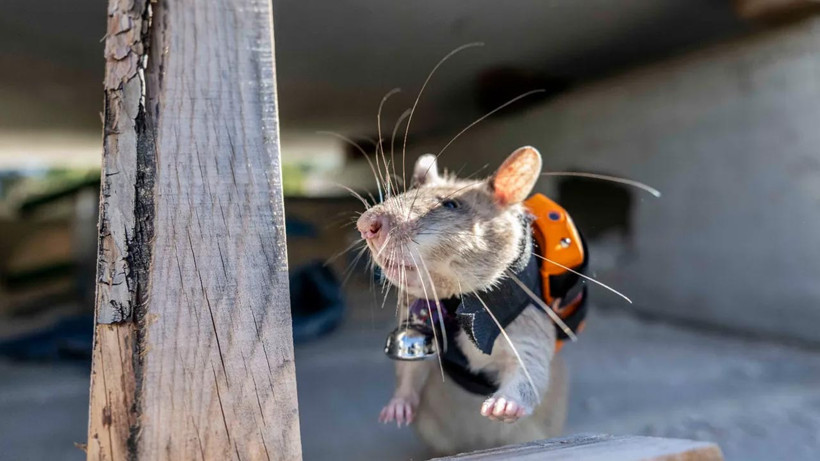 Türkiye’de Arama Kurtarmada Yeni Dönem! Enkazın Altına Onlar Girecek - Resim : 2