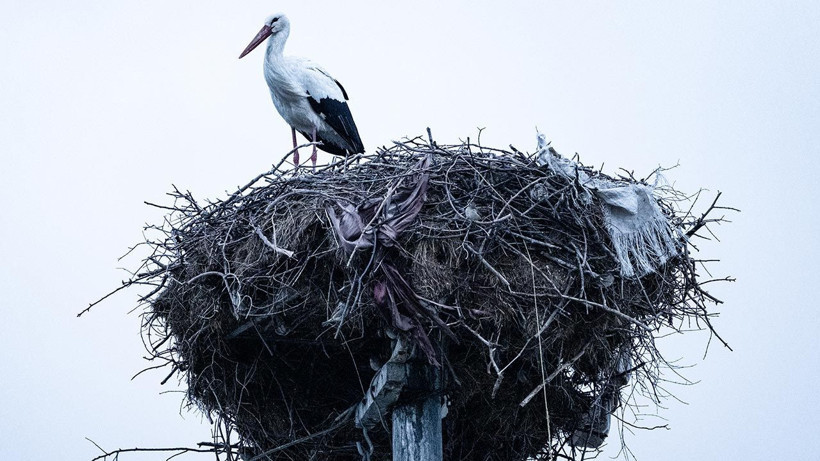 Türkiye'nin Merakla Beklediği Haber Geldi: Yaren Leylek ile Adem Amca 15. Yılda da Bir Arada - Resim: 5