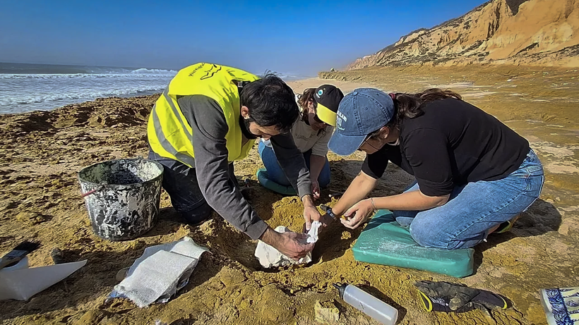 Fırtına Vurdu, Tarih Fışkırdı: Portekiz'de Milyon Yıllık Balina Fosilleri Bulundu - Resim : 1