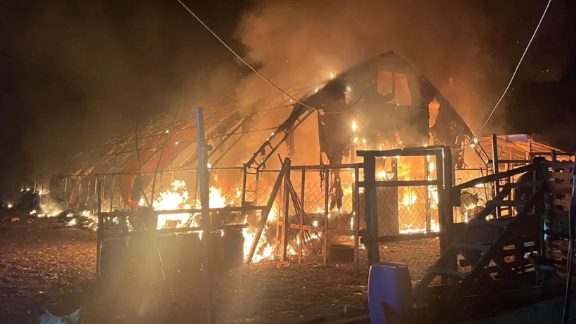 Çiftlikte Yangın Faciası! 580 Hayvan Öldü - Resim : 1