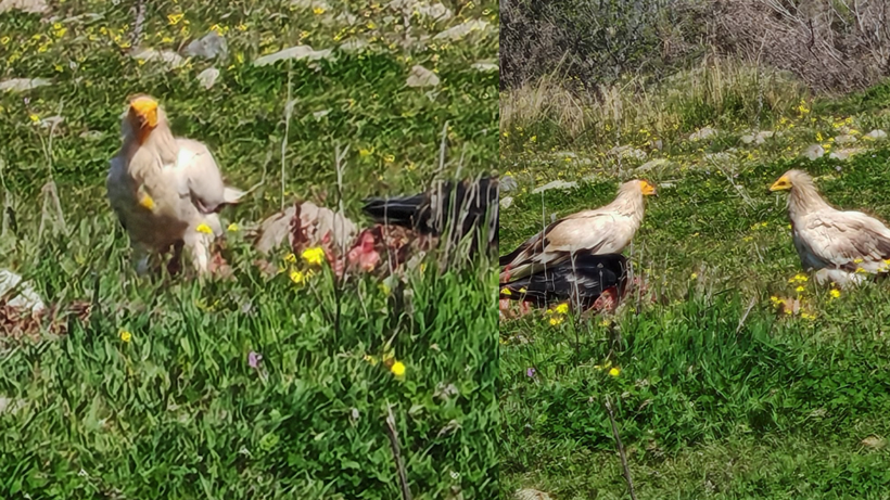 Nesli Tehlikedeki Mısır Akbabaları Bolu'da Görüntülendi - Resim : 1