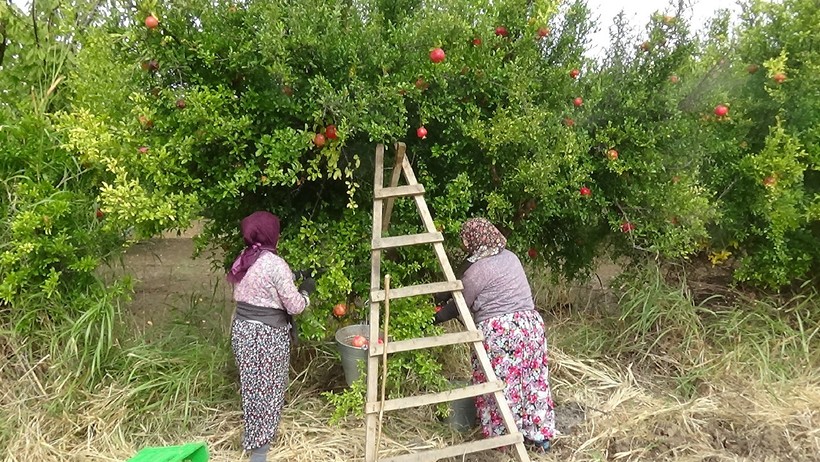 Balıkesir'de hasadı başladı, faydası saymakla bitmiyor ve besin bakımından zengin: Tam bir vitamin deposu! - Resim : 1