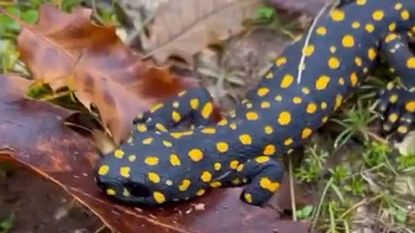 Nesli tükenmek üzere, Siirt'te ortaya çıktı! - Resim : 1
