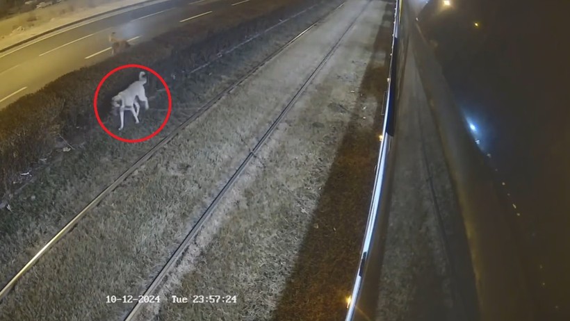 Tramvay Raylarına Köpek Bağladılar, Vatman Son Dakika Fark Etti - Resim : 1