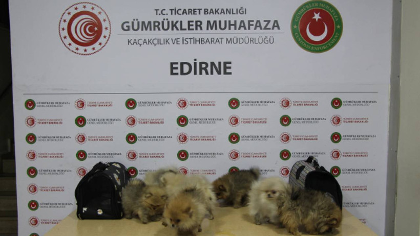 Habur, Hamzabeyli ve Kapıkule Sınır Kapısında 700 Milyon Liralık Servet, Bakanlık Ani Baskınla Hepsini Ele Geçirdi - Resim : 1