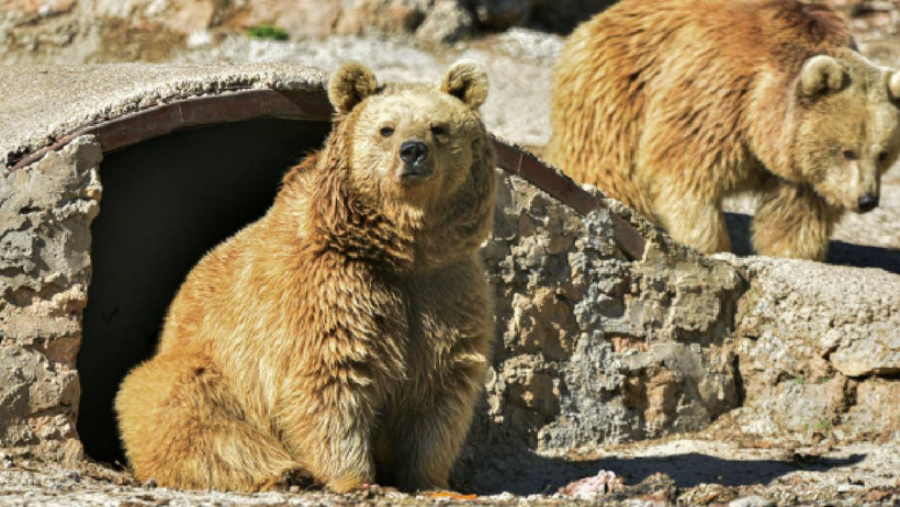 Antalya'ya Kış Uğramadı, Bozayı Ailesini Uyku Tutmadı - Resim : 2
