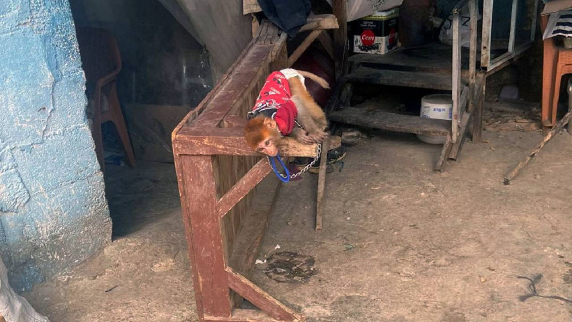 Polis Ekiplerinin Yüreğini Sızlatan Baskın, Elleri Zincirlenmiş Halde Bulundu - Resim : 1