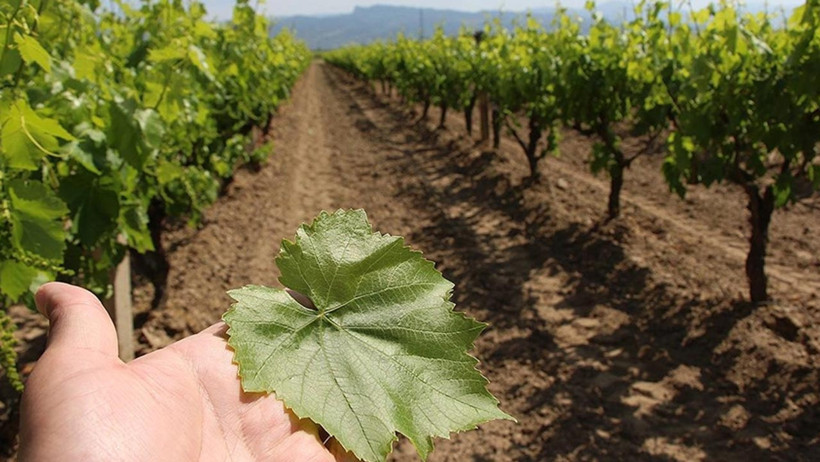 Adeta Zehir Seçiyor! Türkiye’den İthal Edilen Salamura Asma Yaprağında 'Pestisit Kokteyli' - Resim : 3