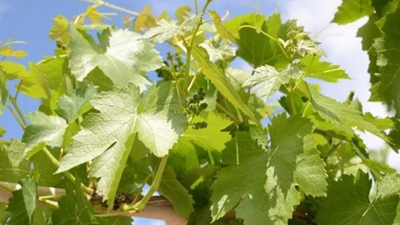 Adeta Zehir Seçiyor! Türkiye’den İthal Edilen Salamura Asma Yaprağında 'Pestisit Kokteyli' - Resim : 1