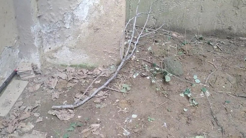 Ağaç Budayayım Derken Ağır Yaralandı - Resim : 1
