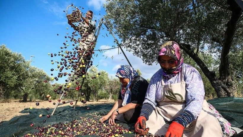 Aydın’da Hasat Rekor Kırdı: İhracatı 200 Milyon Doları Aştı - Resim : 1