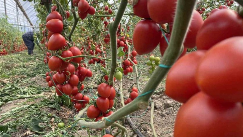 Tarlada 15 TL, Markette 70 TL: Çiftçi Zararına Satışa İsyan Etti - Resim : 1