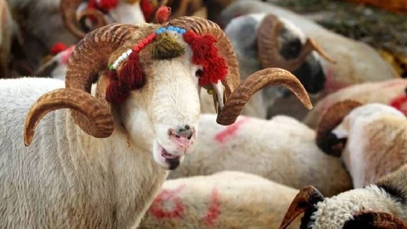 2025 Kurban Hisse Bedelleri Belli Oldu: Kurban Bayramı'nda Kim Nerede Kaç Liraya Kurban Kesecek? - Resim : 1