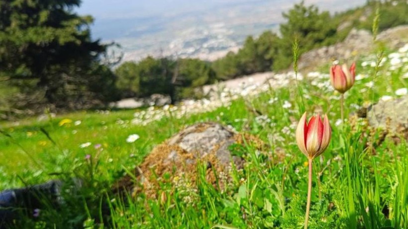 Bu Çiçek Sadece 10 Gün Yaşıyor! Koparan Yandı, Cezası Büyük - Resim : 1