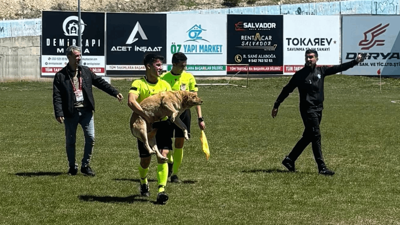 Sahaya Giren Köpek Kırmızı Kart Gördü - Resim : 1