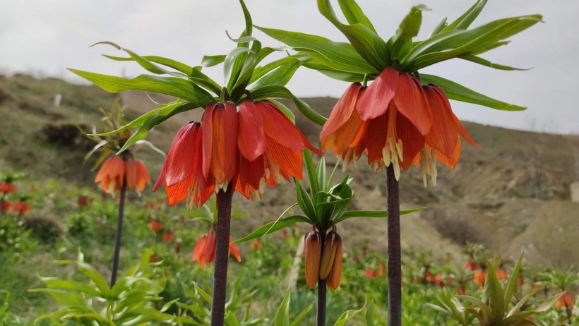 Yalnızca 30 Gün Yaşayabiliyor, Jandarma Nöbet Tutuyor: Dokunana 244 Bin Lira Ceza Kesiliyor - Resim : 3