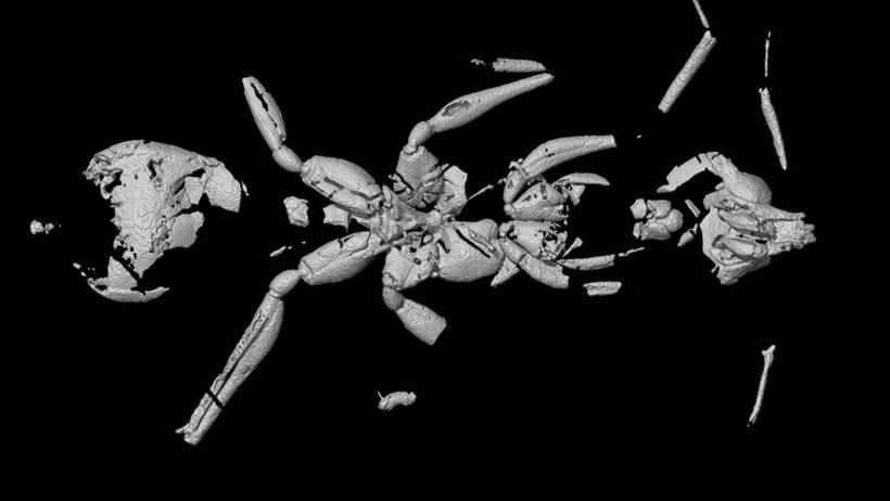 'Cehennem Karıncası' Fosili Bulundu! Tam 113 Milyon Yıllık... - Resim : 1