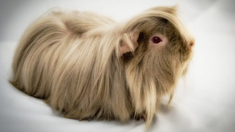 Kedi-Köpek Bakamayanların Tercihi Oldu: Sahiplenen Asla Vazgeçemiyor! Hayvanseverlerin Yeni Gözdesi - Resim : 2