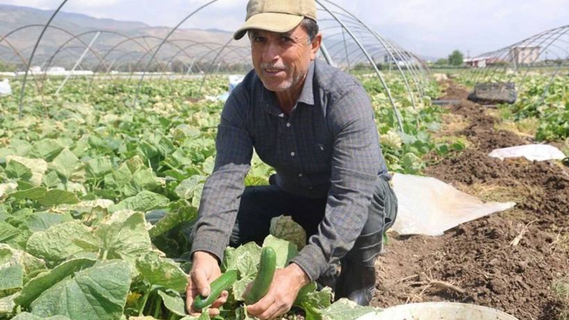 Amik Ovası'nda Beklenen Hasat Başladı: Tarlada 15 Liraya Satılıyor - Resim : 1
