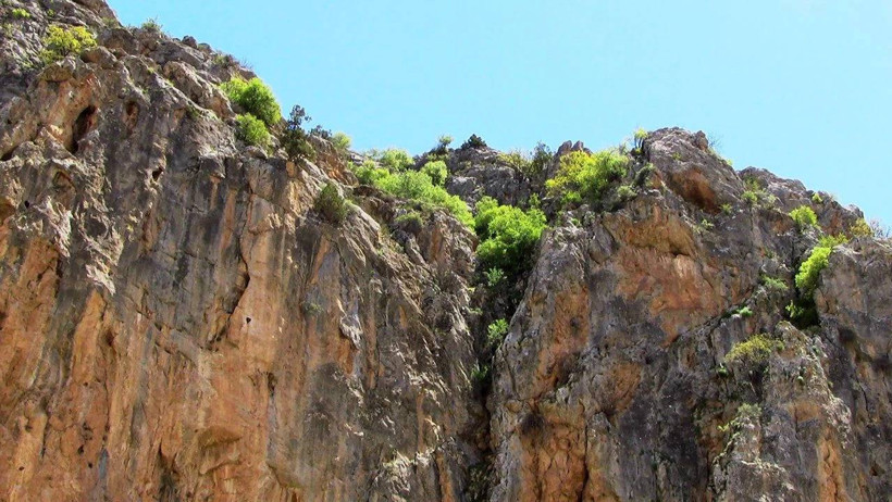 Konya Dağlarında Hasat Başladı! Demeti 100 Liradan Satılıyor - Resim : 1