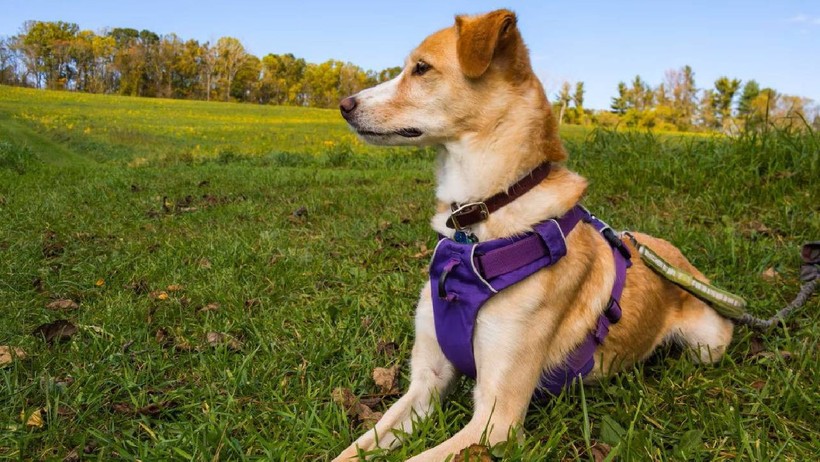 Evcil Hayvan Sahipleri Dikkat! Köpek Tasmalarının Yerini Artık Onlar Alıyor - Resim : 1