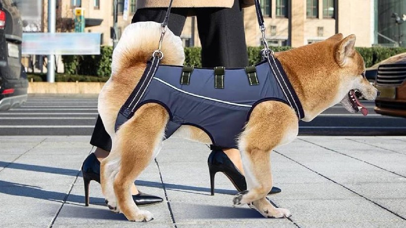 Evcil Hayvan Sahipleri Dikkat! Köpek Tasmalarının Yerini Artık Onlar Alıyor - Resim : 2