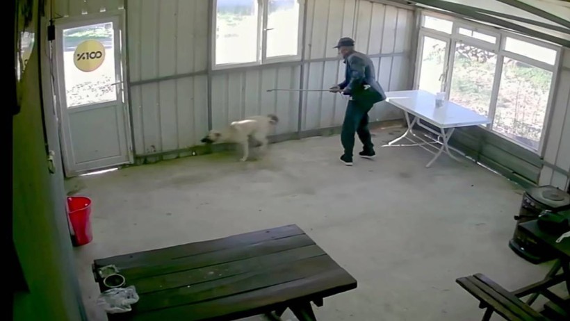 Edirne'de Köpeğe Bastonlu Şiddet: Kapıyı Kapattı, Dakikalarca Vurdu - Resim : 3