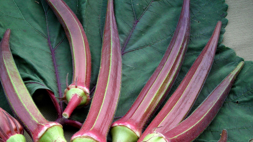 Mayısta Ekiliyor, 2 Ayda Hasat Ediliyor! Yaz Sıcaklarının Vazgeçilmezi Olarak Biliniyor - Resim : 1