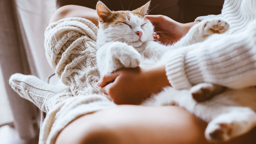 Kediler Vücudunuzun O Bölgelerinde İşte Bu Yüzden Uyuyor - Resim : 1