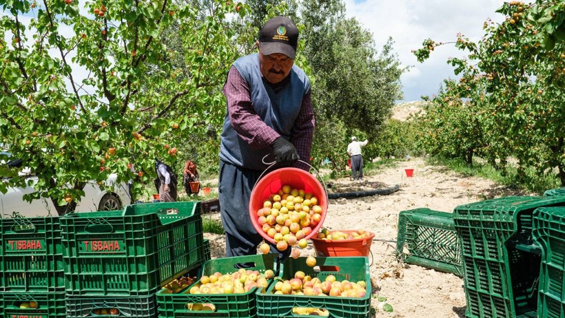 Malatya Kayısısına Rakip Hasat Başladı! Verimi Yüksek Olacak, Köylüler Coşkuyla Kutladı - Resim : 1